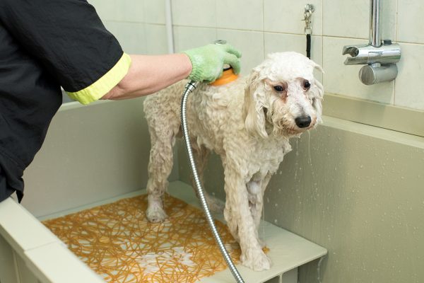 cachorro banhando